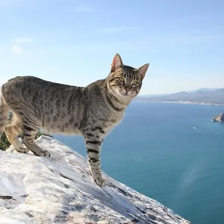 Ambar - Plusholidays Villa